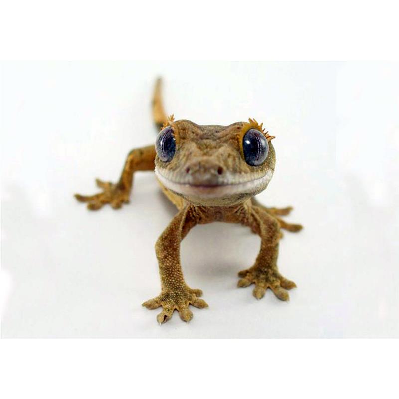 Soparla Gecko Rhacodactylus ciliatus (Crested gecko) - imagine 4